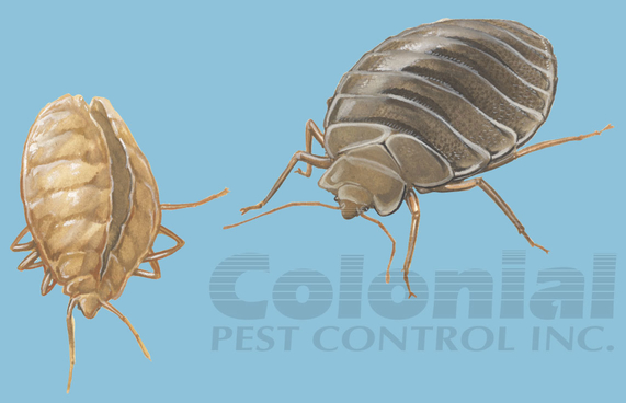 Colonial Pest Control - Worcester, MA