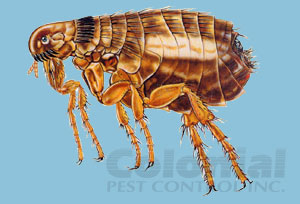 Colonial Pest Control - Worcester, MA