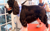 Canine Carousel Pet Salon - Herndon, VA